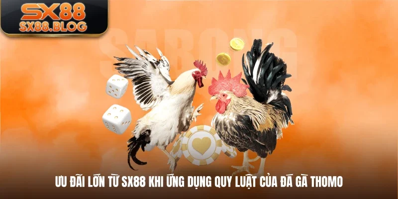 Ưu đãi lớn từ SX88 khi ứng dụng quy luật của đá gà Thomo